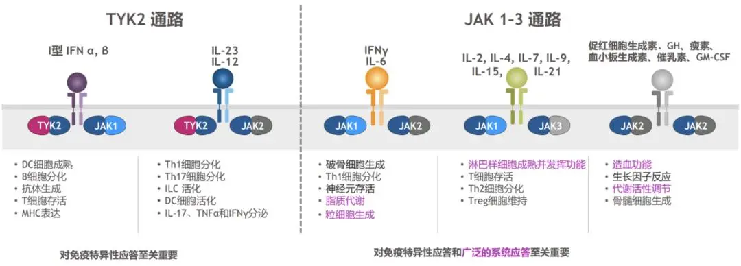 欧盟已获批的银屑病新药 I 全球首个TYK2变构抑制剂Deucravacitinib@复旦大学附属华山医院及国内8家参研医院